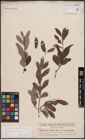 Foto von Salix cinerea L.